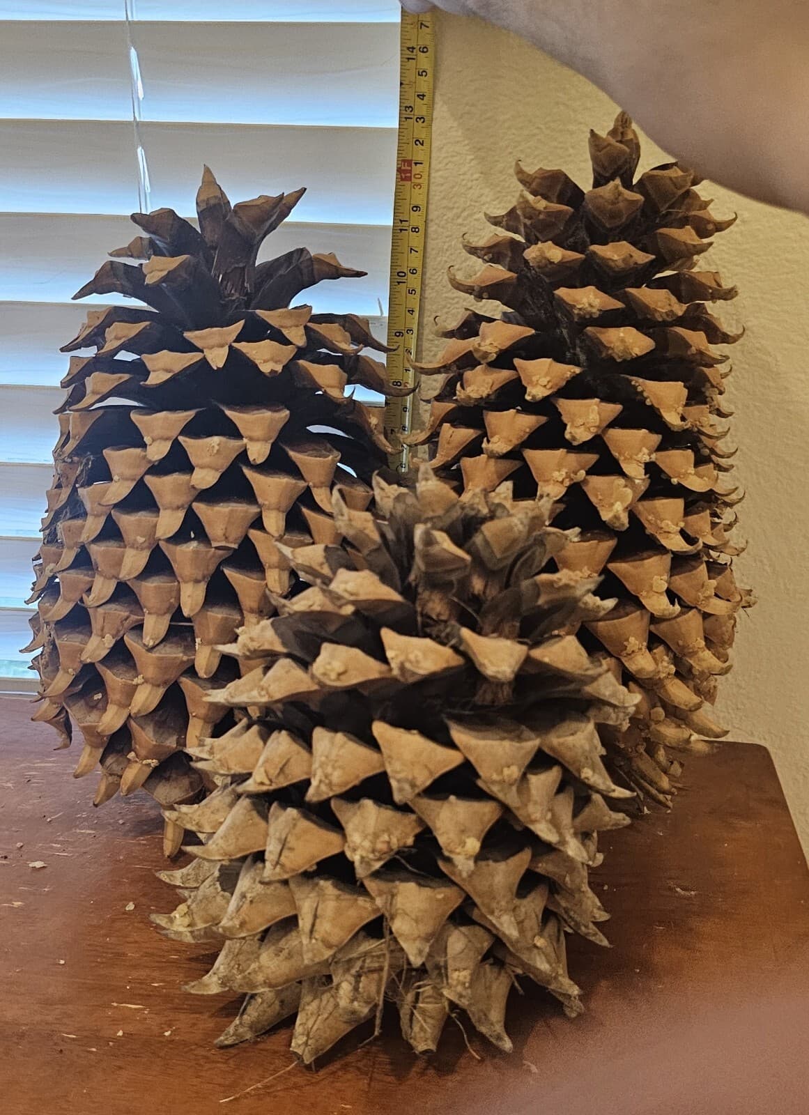 Largest Pinecones in the World - Coulter Pinecones - 8-14+" with Tons of Girth! 2