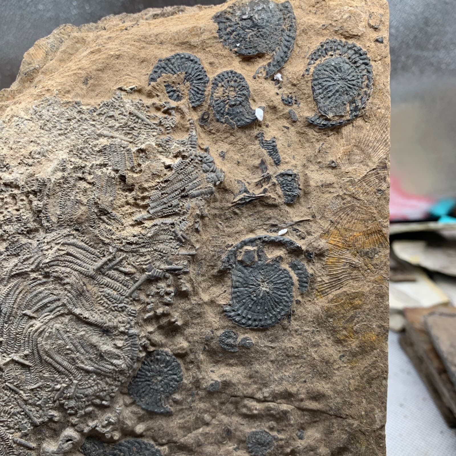 2010 grams of fossils of crinoid from the Guanling Biota in Guizhou 3