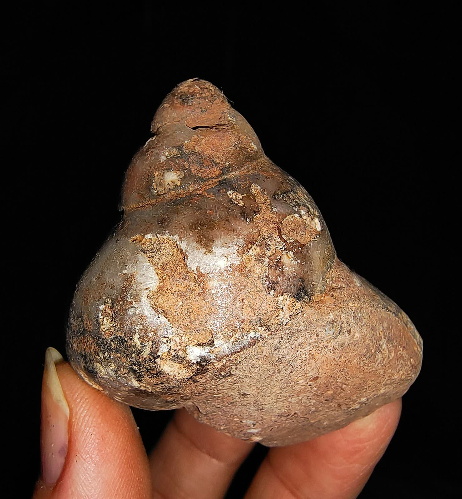 SEA SHELL, GASTROPODA, RARE BIG SNAIL FOSSIL FROM TIMOR, INDONESIA, 43MM 5