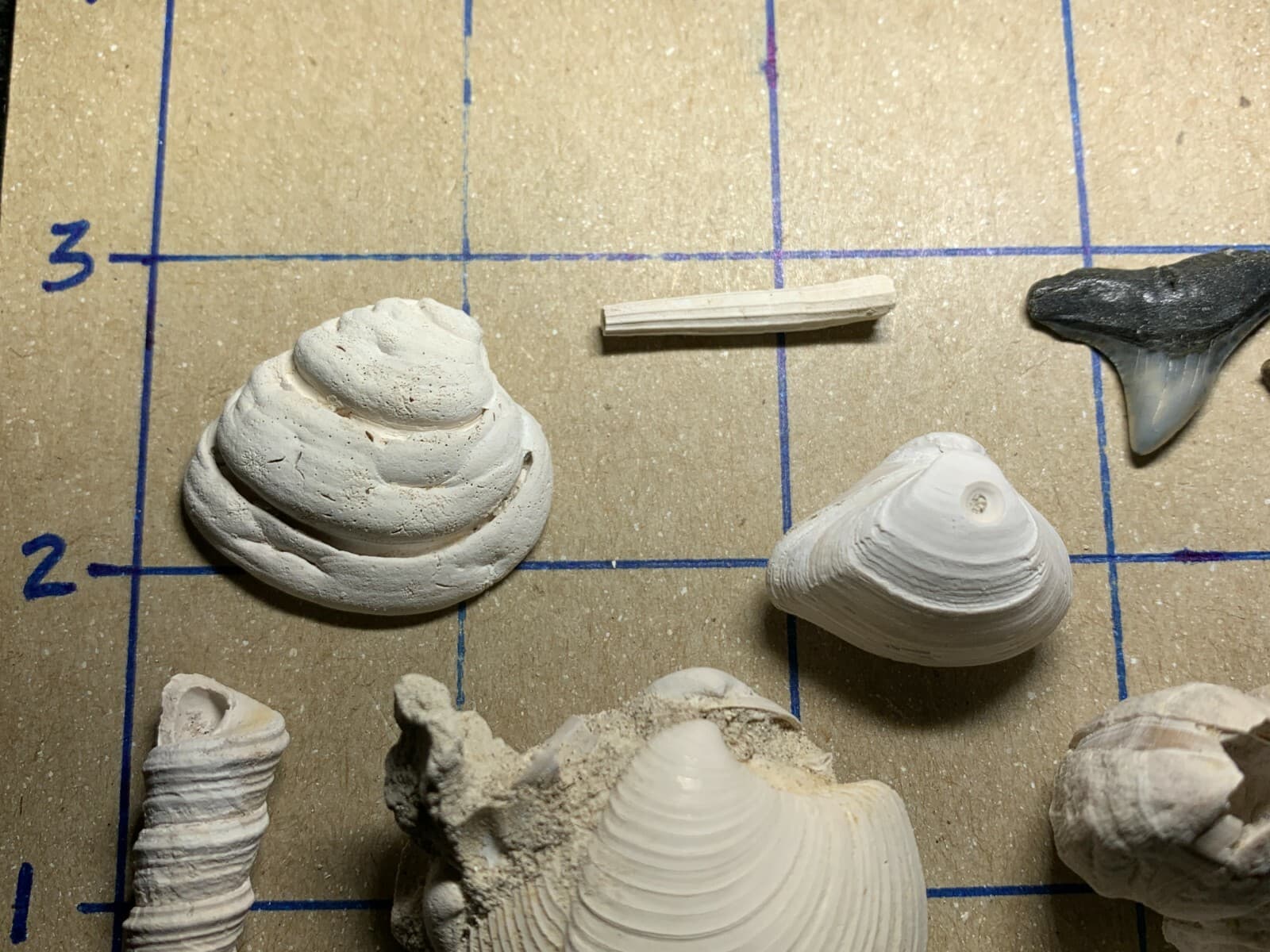 ☆Fossil Specimen 10 Pack - Berkeley Quarry S.C. - Barnacle-Dentalium-Teeth ☆300 4