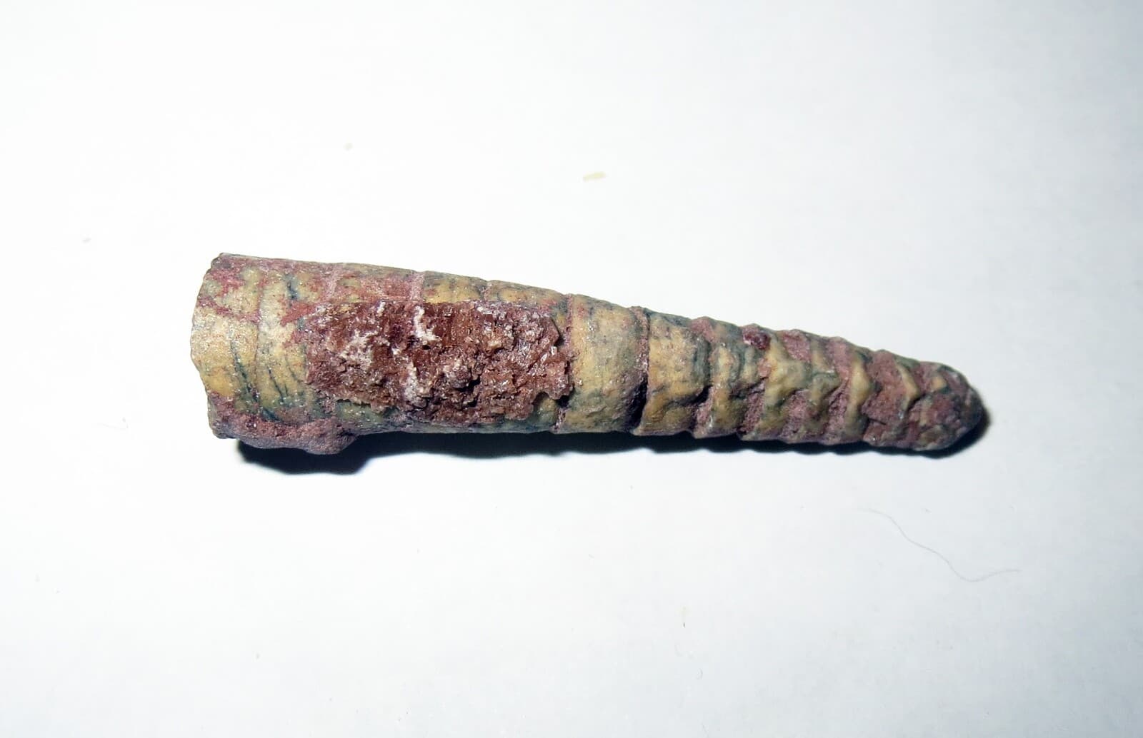 Brachiopod Shell FOSSIL SHELL LOT - 70 MILLION YEARS OLD Collection 4