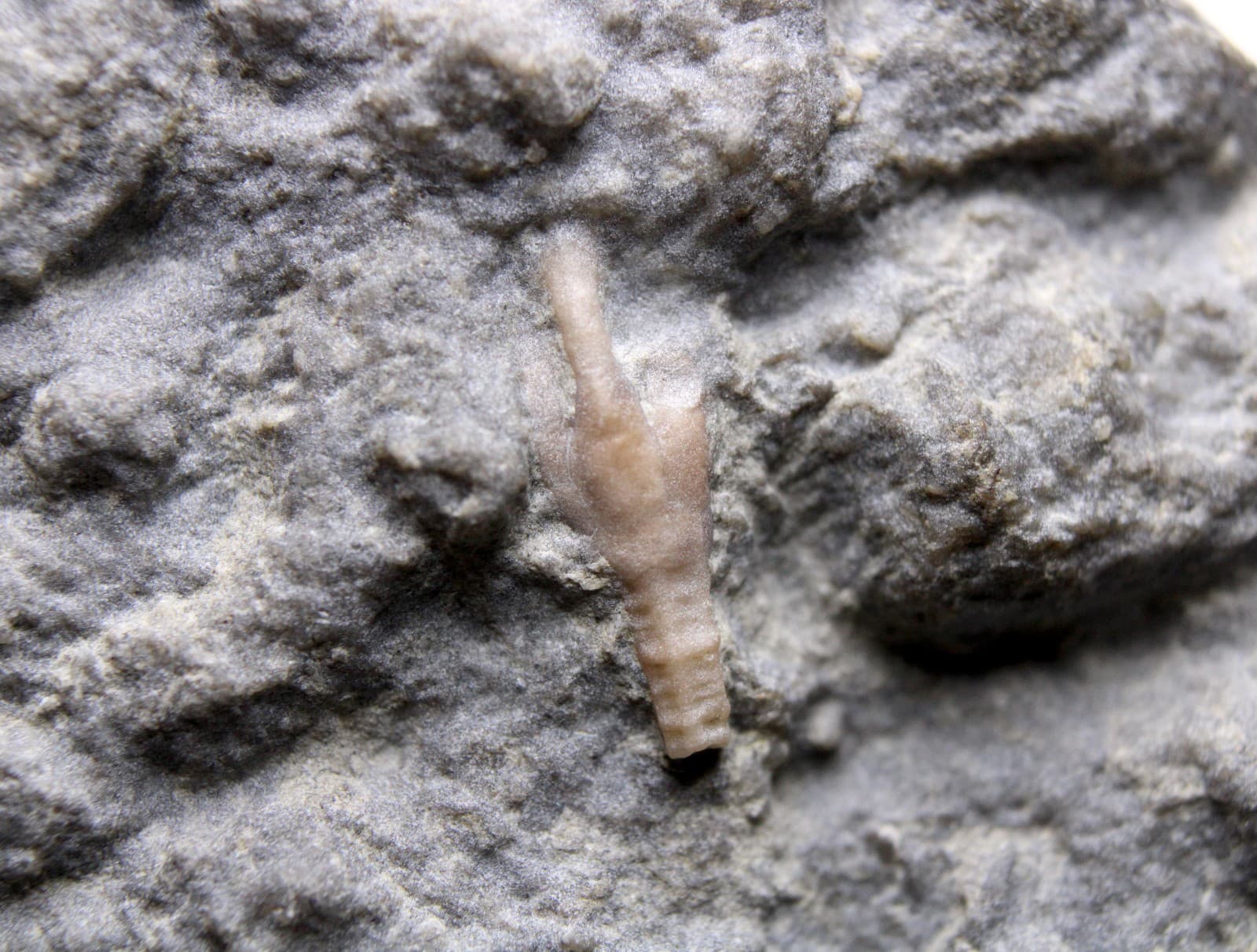 Cincinnaticrinus varibrachialus Crinoid Fossil Kentucky Ordovician Kope Fm