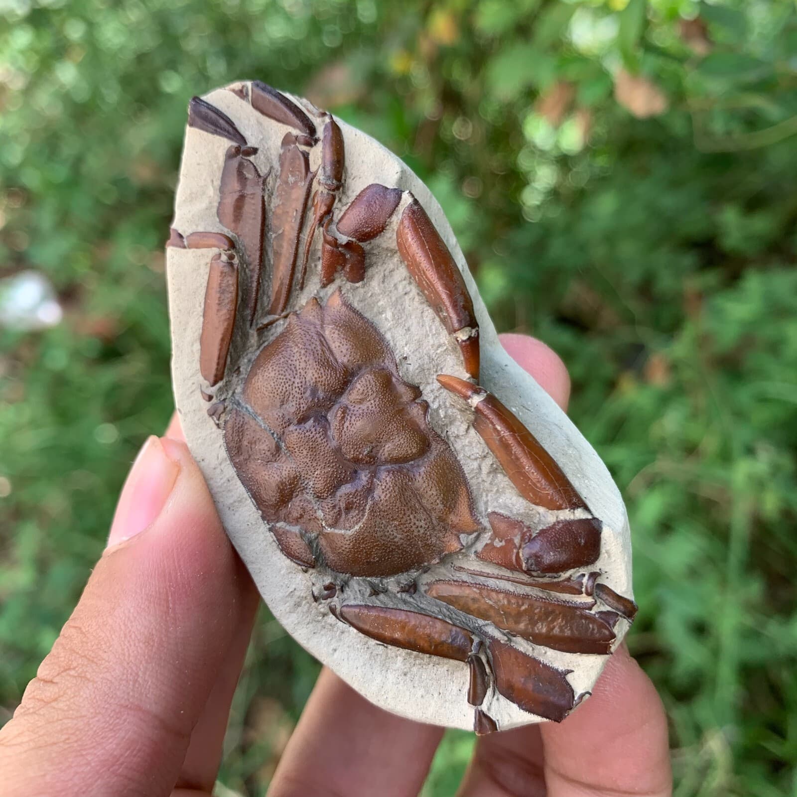 Jurassic Period Perfect Crab Fossil Dinosaur Age 3