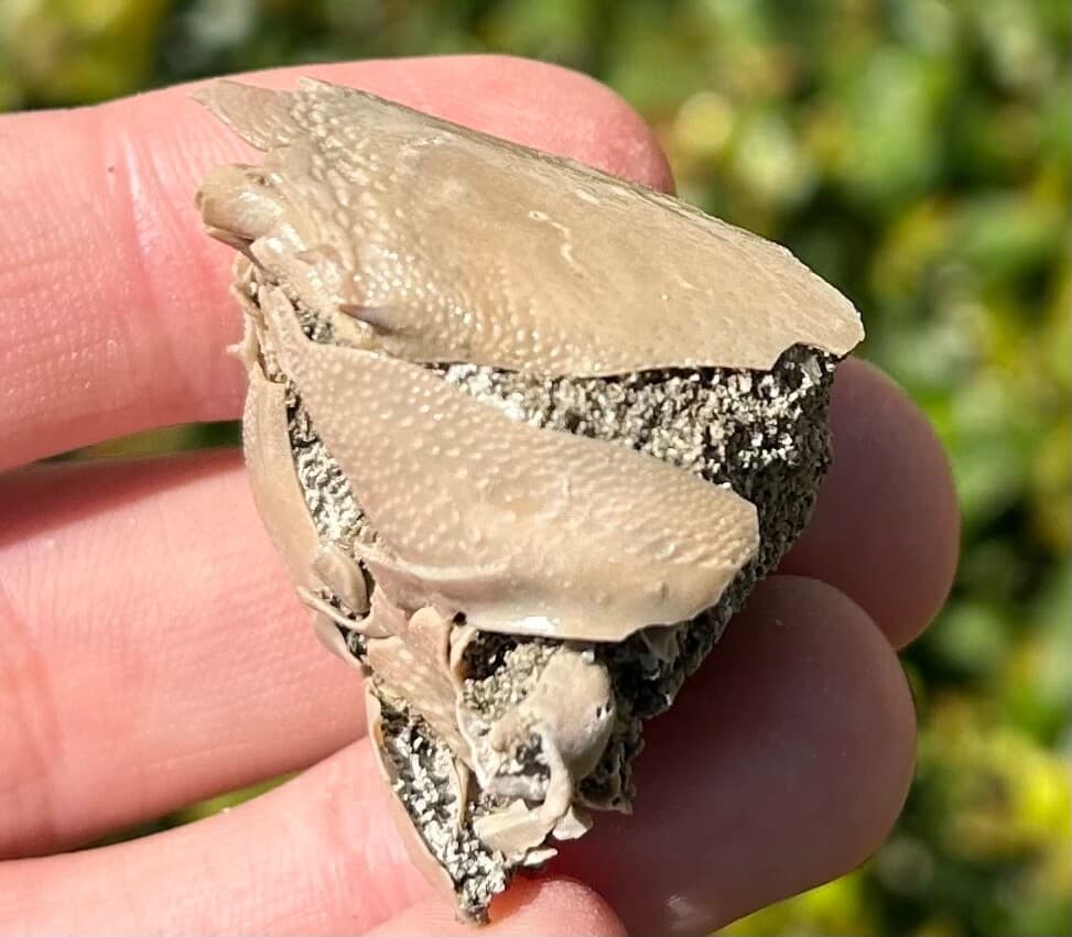 Fossil Crab Ranilia muriceta Florida Pliocene Crustacean Intracoastal Formation 6