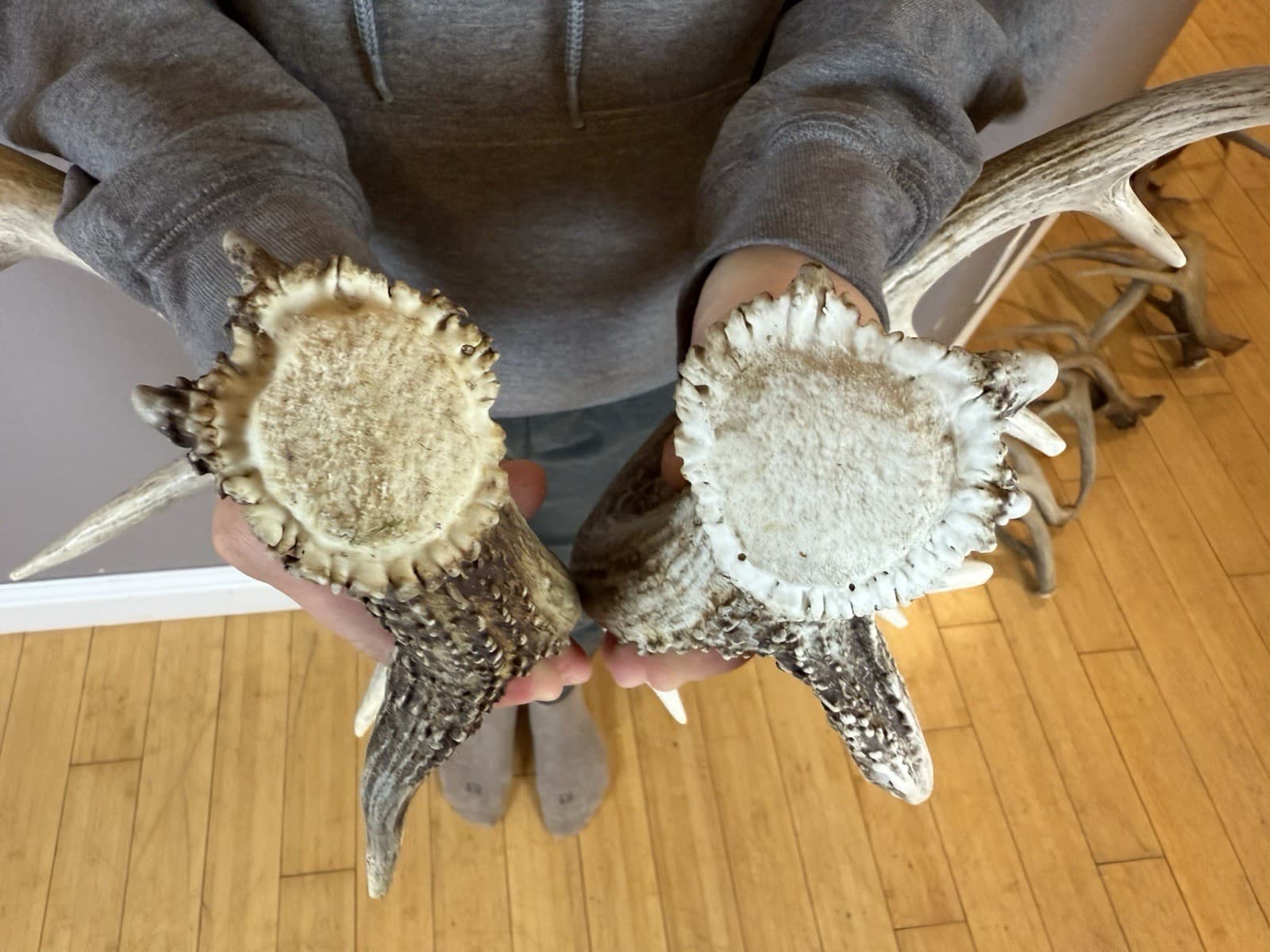 Two 5pt Whitetail Deer Antlers Sheds WILD IDAHO Horns RATTLE Decor RATTLING SET 3