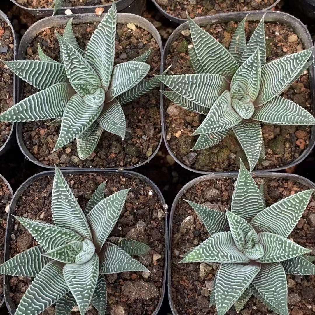 Haworthia limifulia var striata Rareexotic succulent plant aloe garden 5-7CM 5