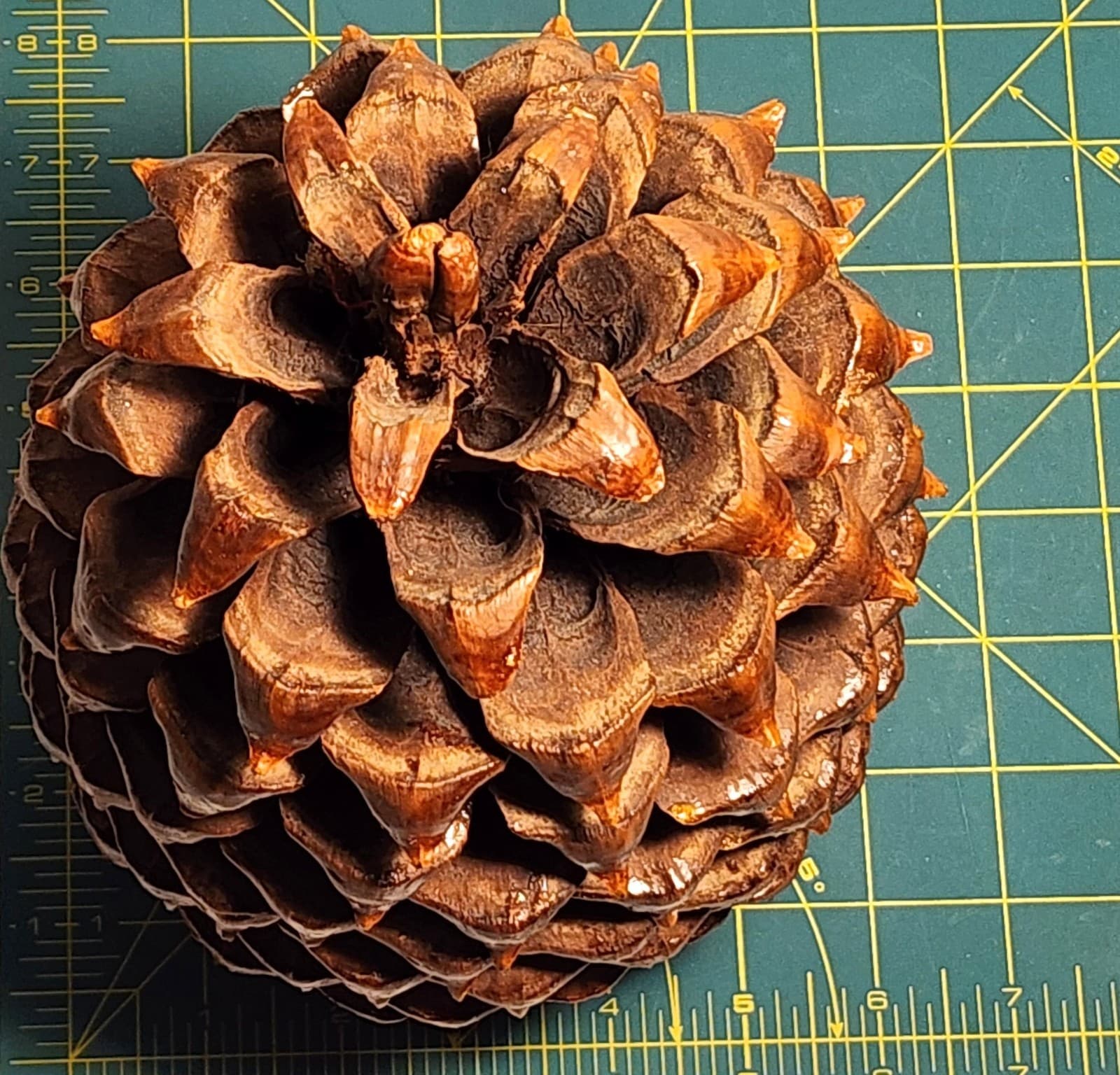 Large Pine Cone 8.5” Tall 6” Wide - Cured 6