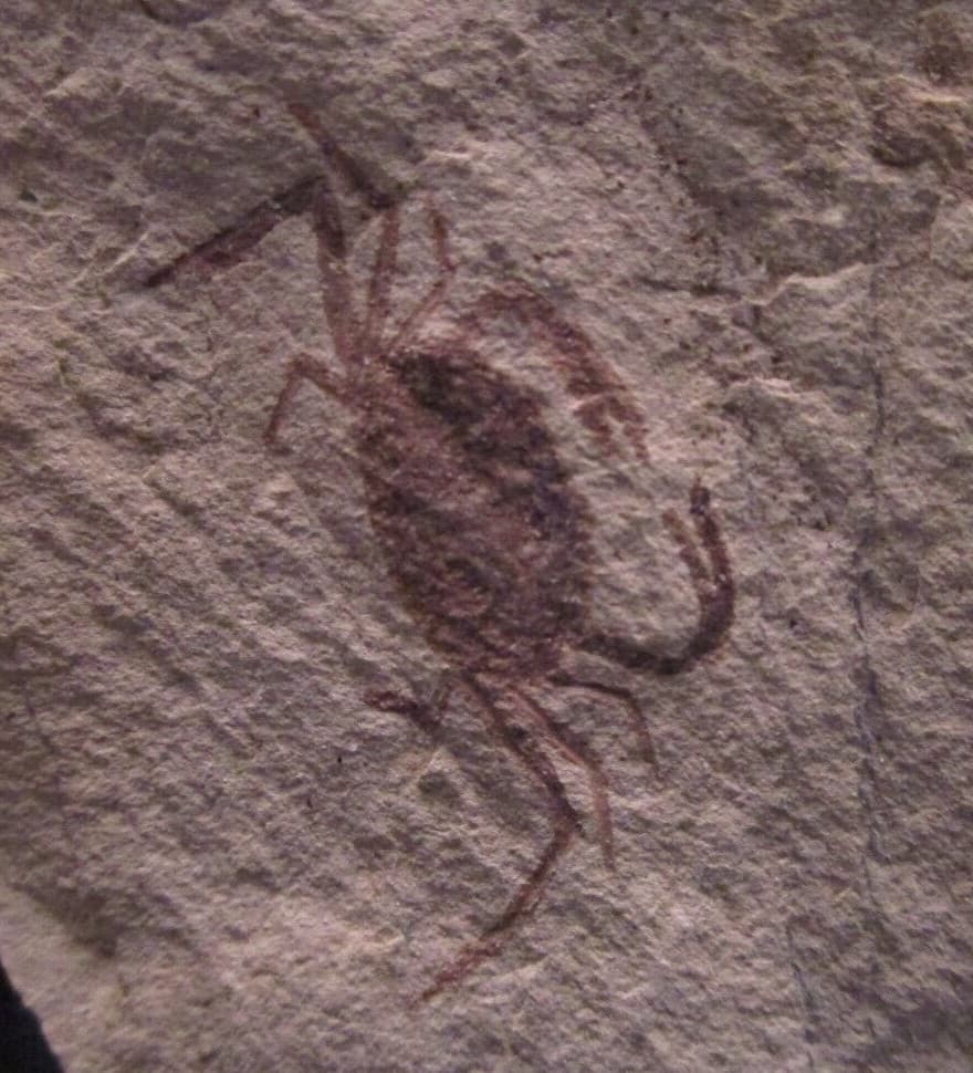 Two Miocene Fossil Pea Crabs Pinnixa Galliheri Monterey Fm San Luis Obispo CA 3