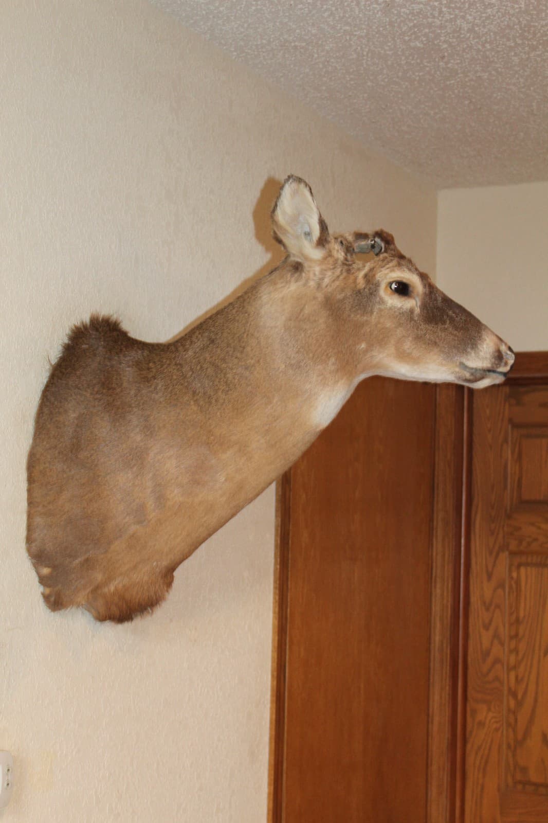 Whitetail Deer Head Shoulder Mount Taxidermy Mount Antler Hunt Rack Mule Hide 4