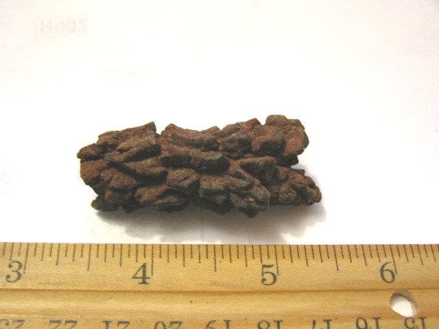 Coprolite real fossil Dinosaur dung Madagascar,Africa dino poo p10