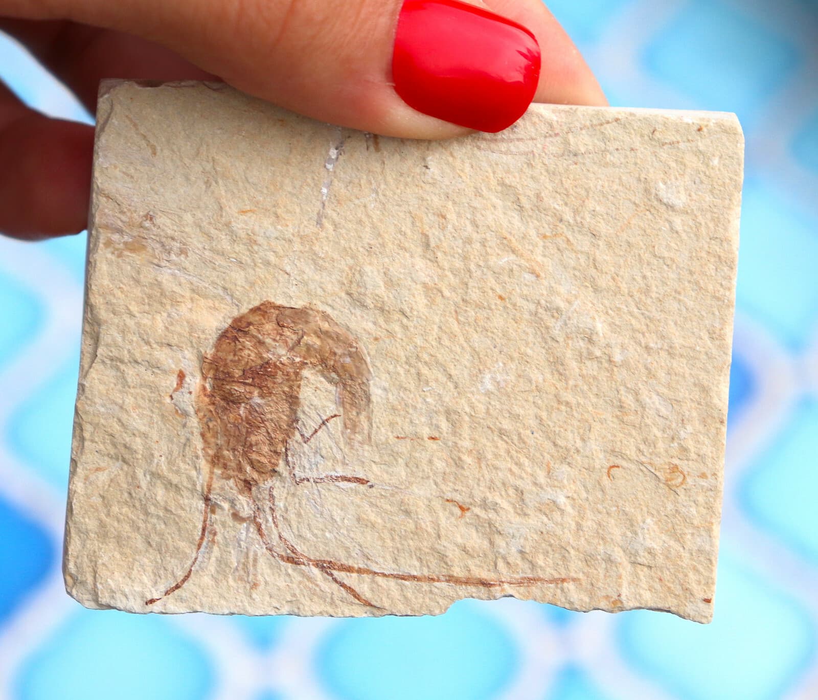 Fossil Shrimp Solnhofen Germany   Jurassic   Well Preserved History   6.8 Cm's 4