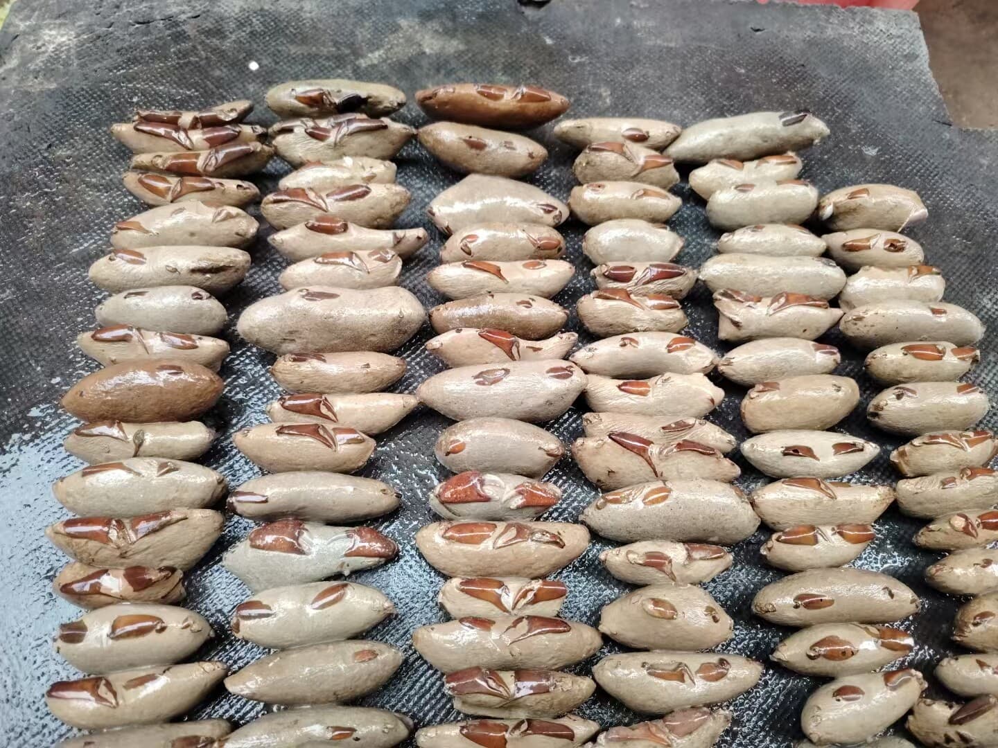 1 PC Crab fossils from the Cretaceous period. Paleontological fossil specimens