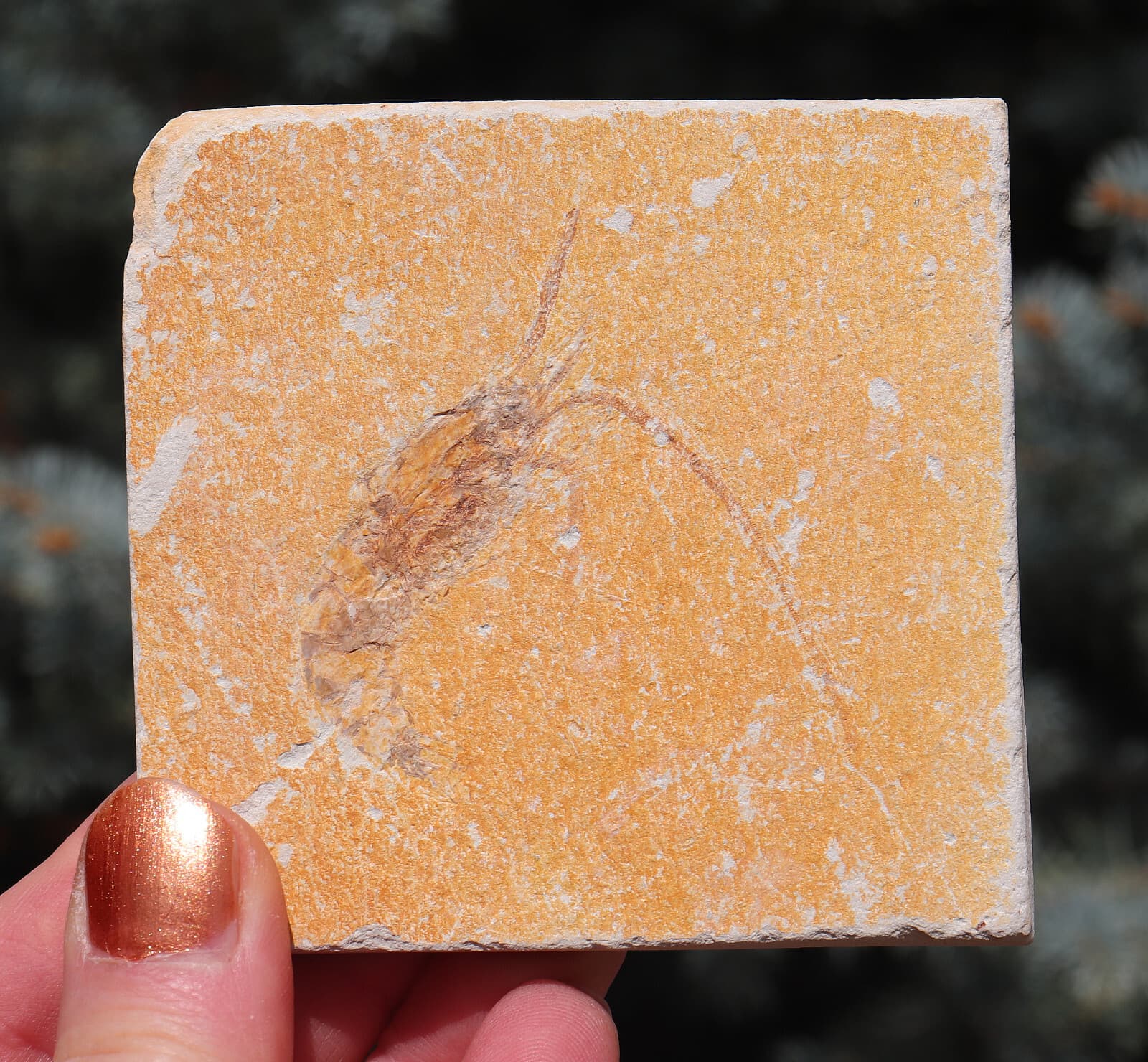 Fossil Shrimp Solnhofen Germany   Jurassic   Well Preserved History  8.2 Cm's 2