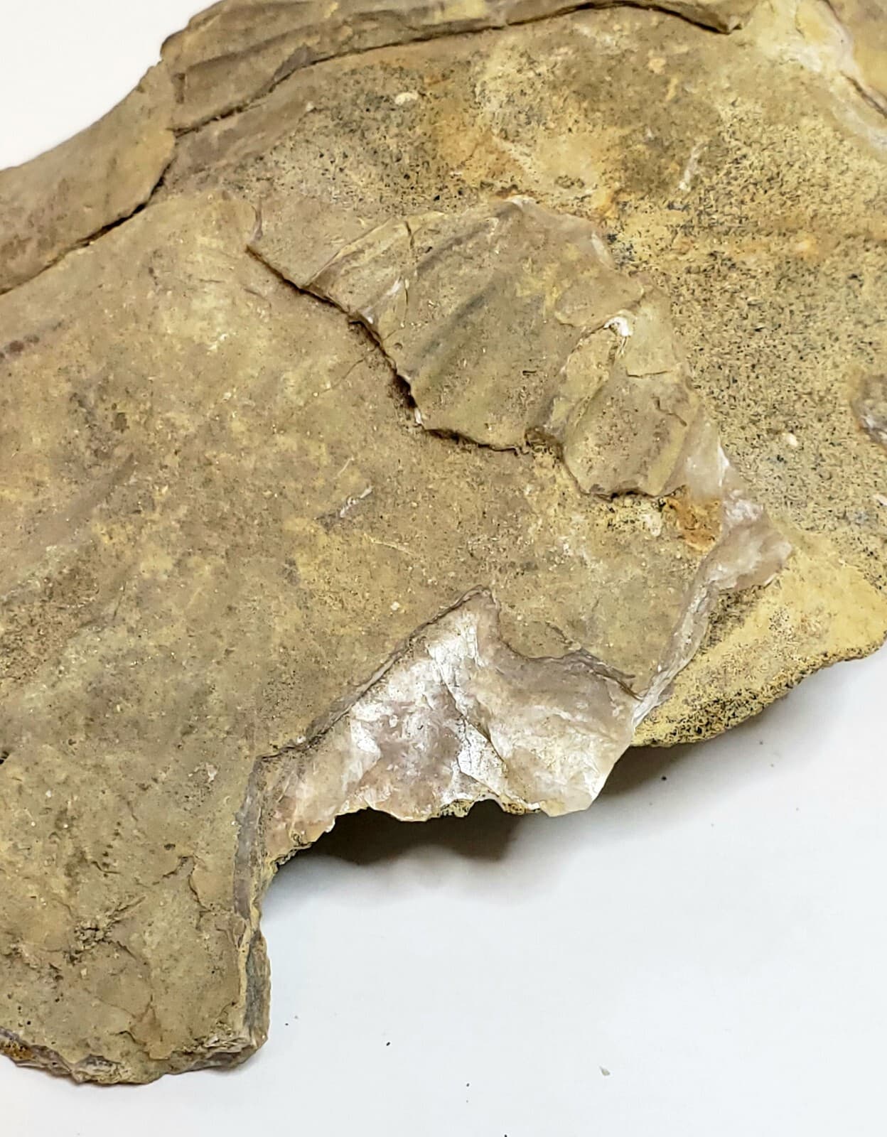 Large Fossilized Shell 5" 4