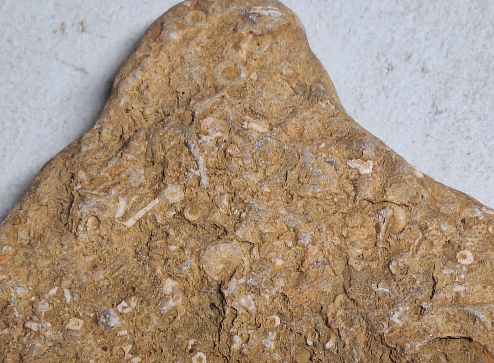 Fossil Hash Plate Brachiopod Coral Crinoid In Limestone Devonian Period Michigan 5