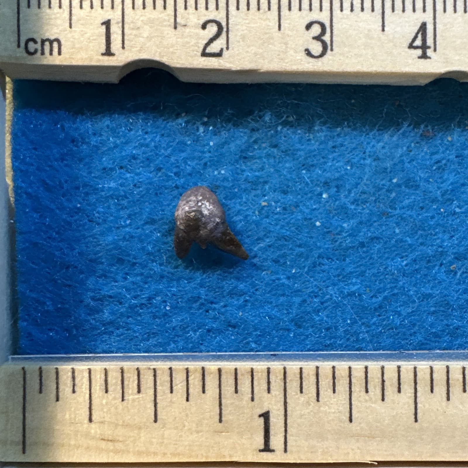 Orthacanthus Extinct Permian Age Tooth Fossil in Great Display Case 4