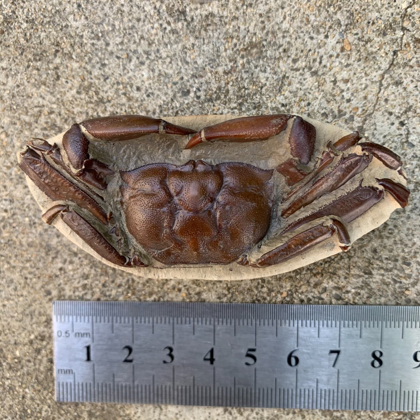 Jurassic Period Perfect Crab Fossil Dinosaur Age 5