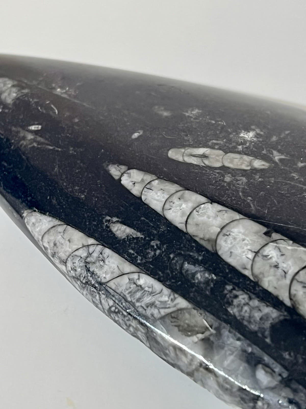 Orthoceras Fossil Specimen Polished Stone Spear Shape Black White Metaphysical 3