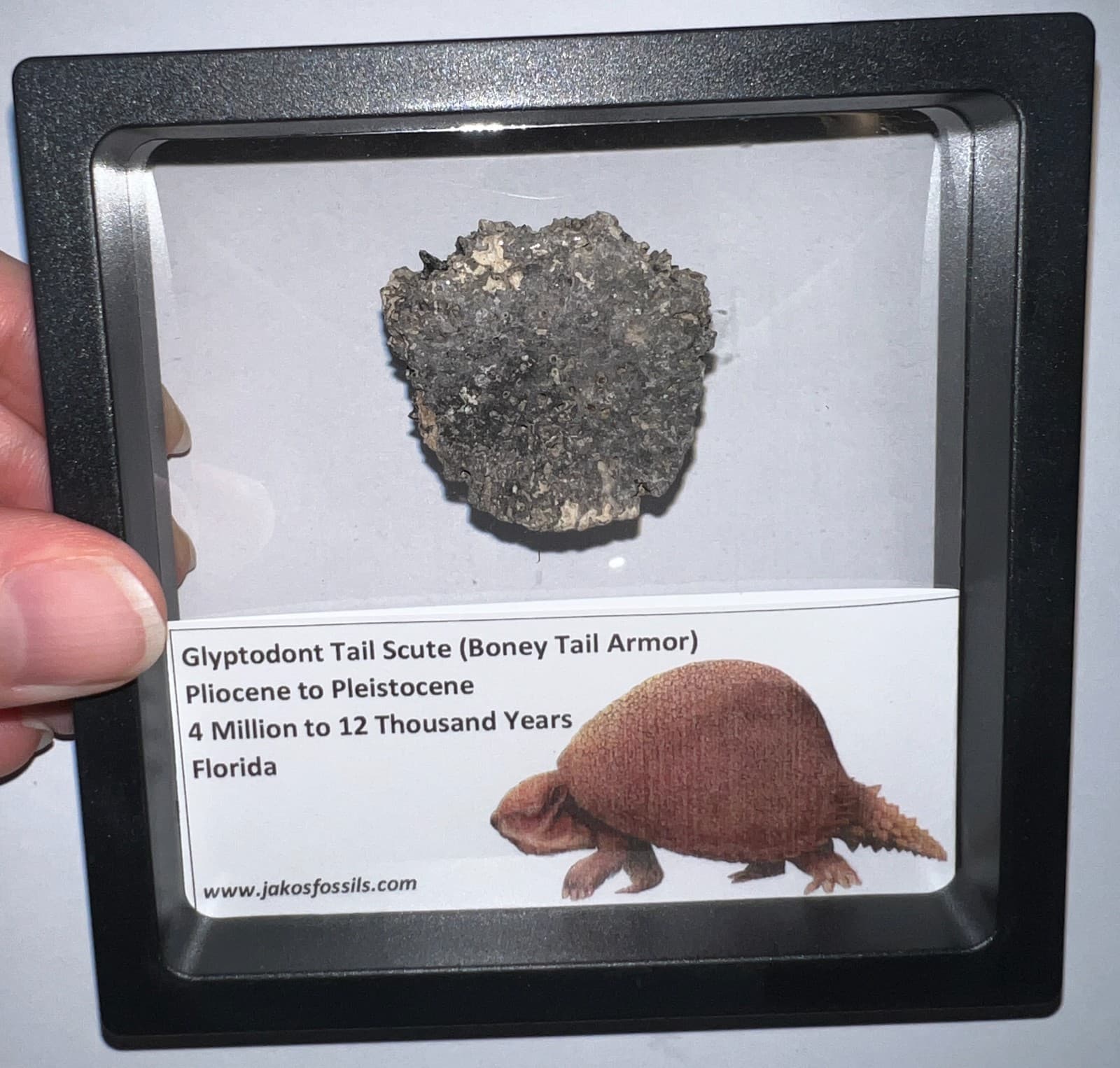 Framed RARE Ice Age Fossil GLYPTODONT Tail Scute Bone Armor Lot! ONE PER ORDER! 4