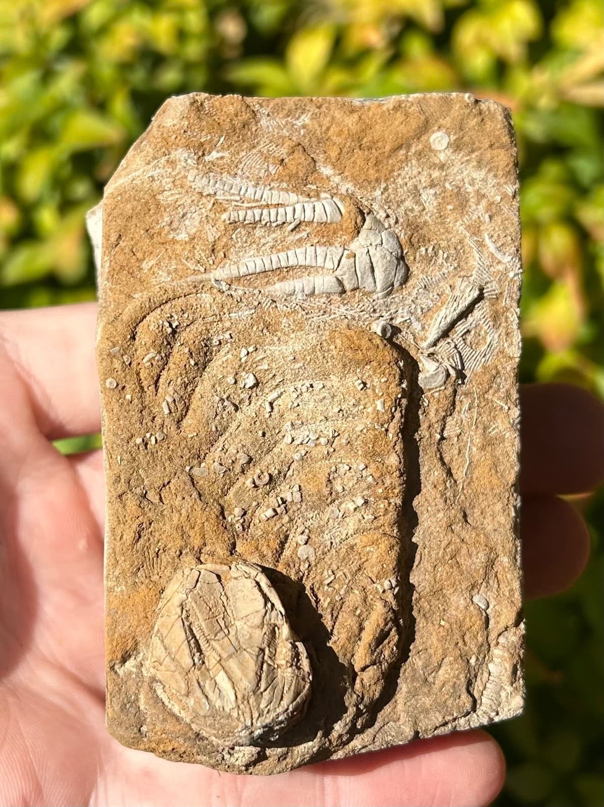 Fossil Crinoid and Blastoid in Matrix Cymbiocrinus Pentremites Alabama 5