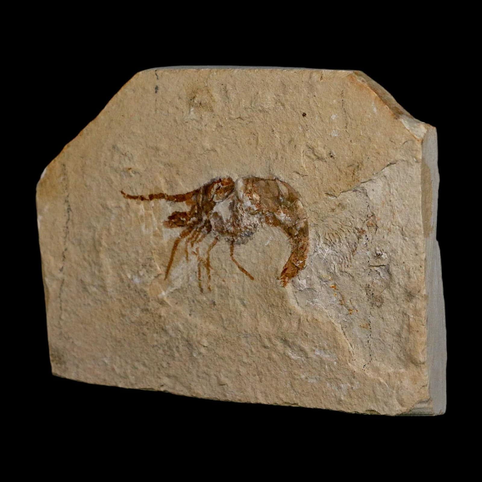 1.6" Fossil Shrimp Carpopenaeus Cretaceous Age 100 Mil Yrs Old Lebanon COA 5