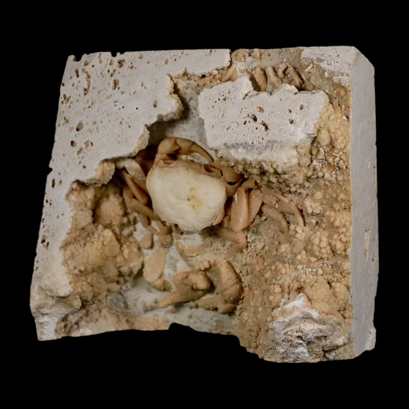 2.7" Potaman Sp Fossil Freshwater Crab In Travertine Denizli Basin Southwest 5