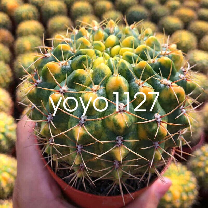 Succulent catus Variegated plants Garden Bonsai Garden Deco Beautiful plants 4