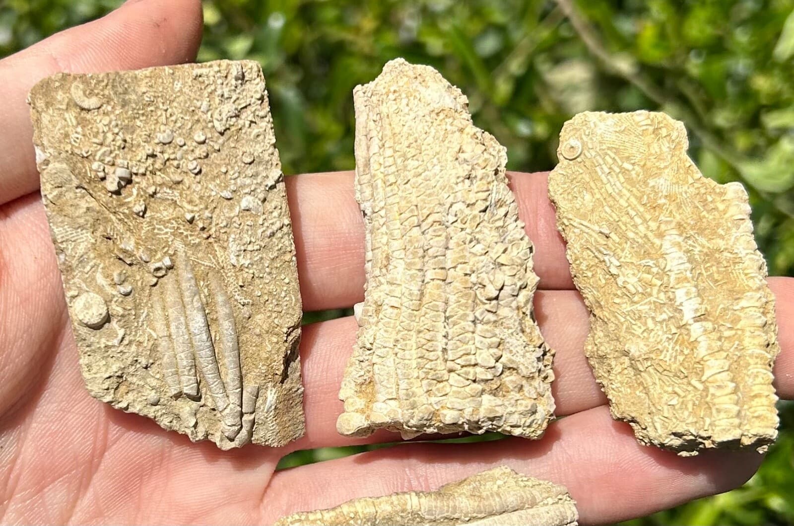 Crinoid Fossils LOT OF 4 Alabama Bangor Limestone Formation 2