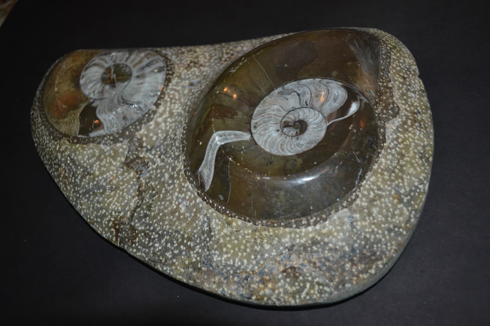 TWO (2) NAUTILUS NAUTILE FOSSIL EMBEDDED in ROCK shell jurassic beautiful art 2