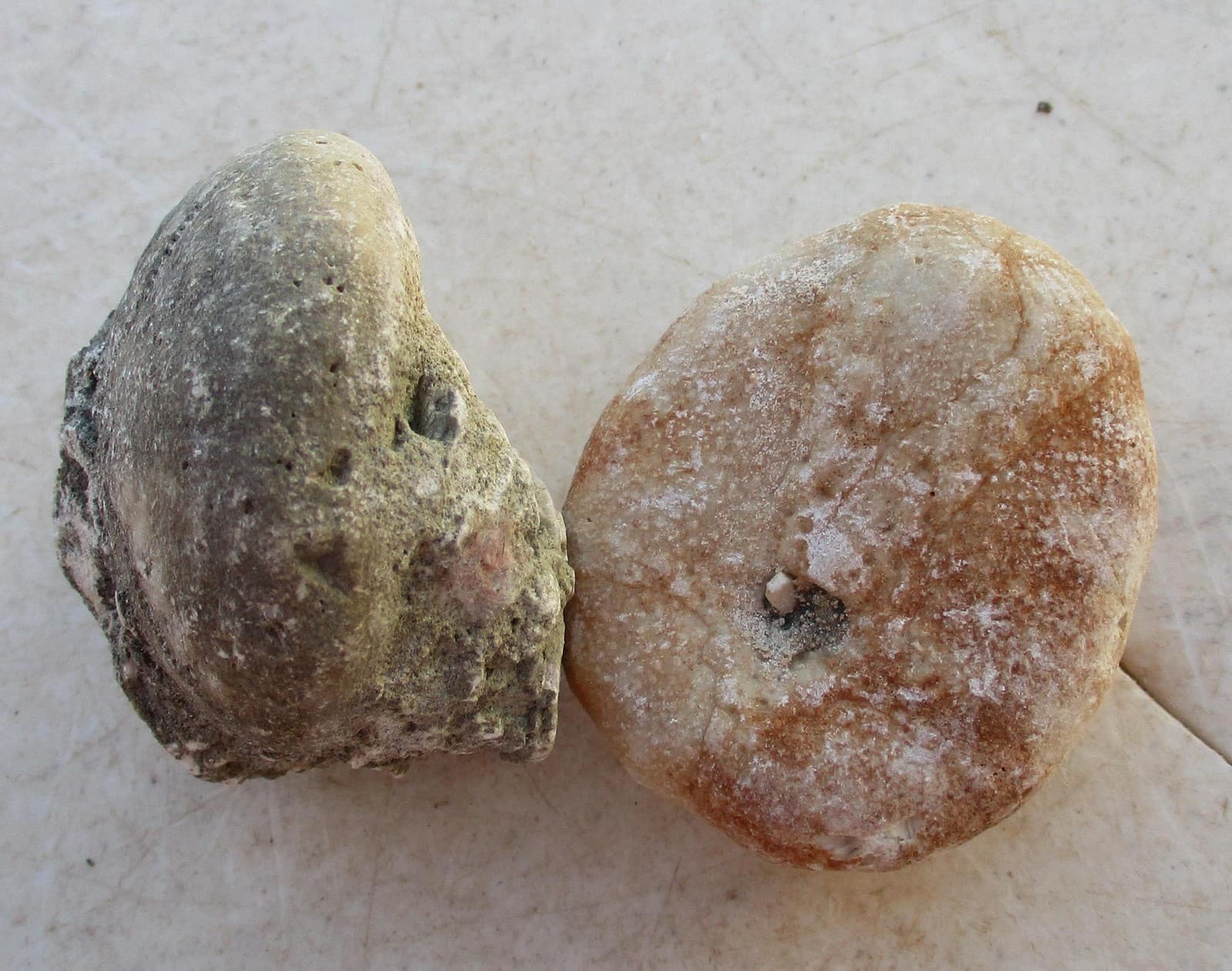 Fossil Sea Urchin Lot of 2 Specimens for Display or Jewelery Craft 14 2