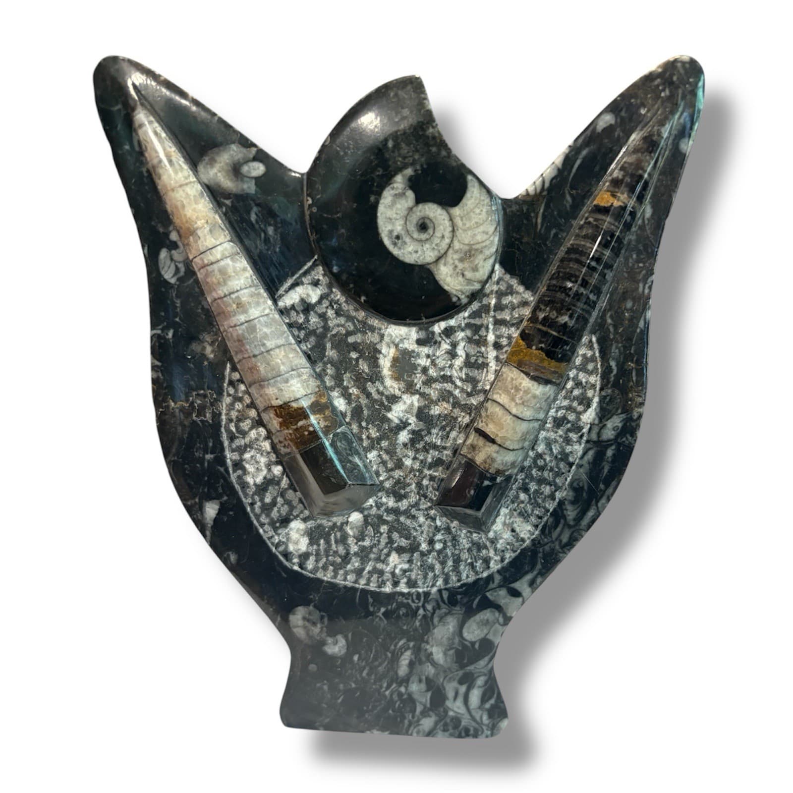 Large Orthoceras and Ammonite Fossil Display and Ammorite Fossil Piece 4