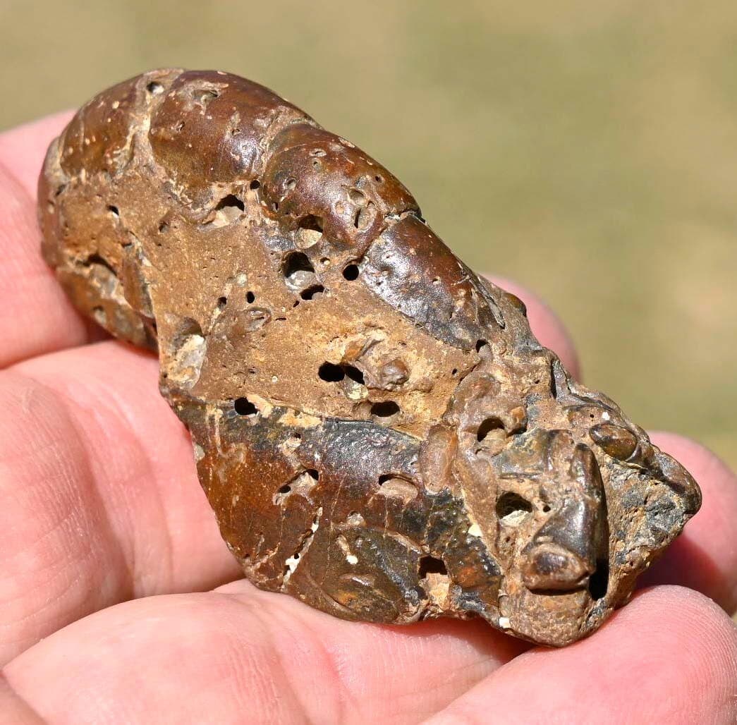 Thalassina anomala, Fossil Lobster, Gunn Point, Australia #2