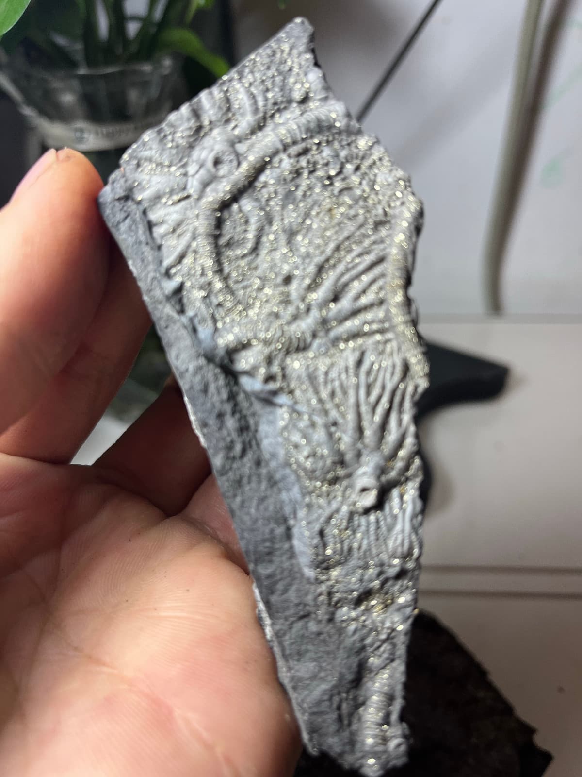 Natural Triassic period prehistoric Jurassic biota crinoids Fossils 4