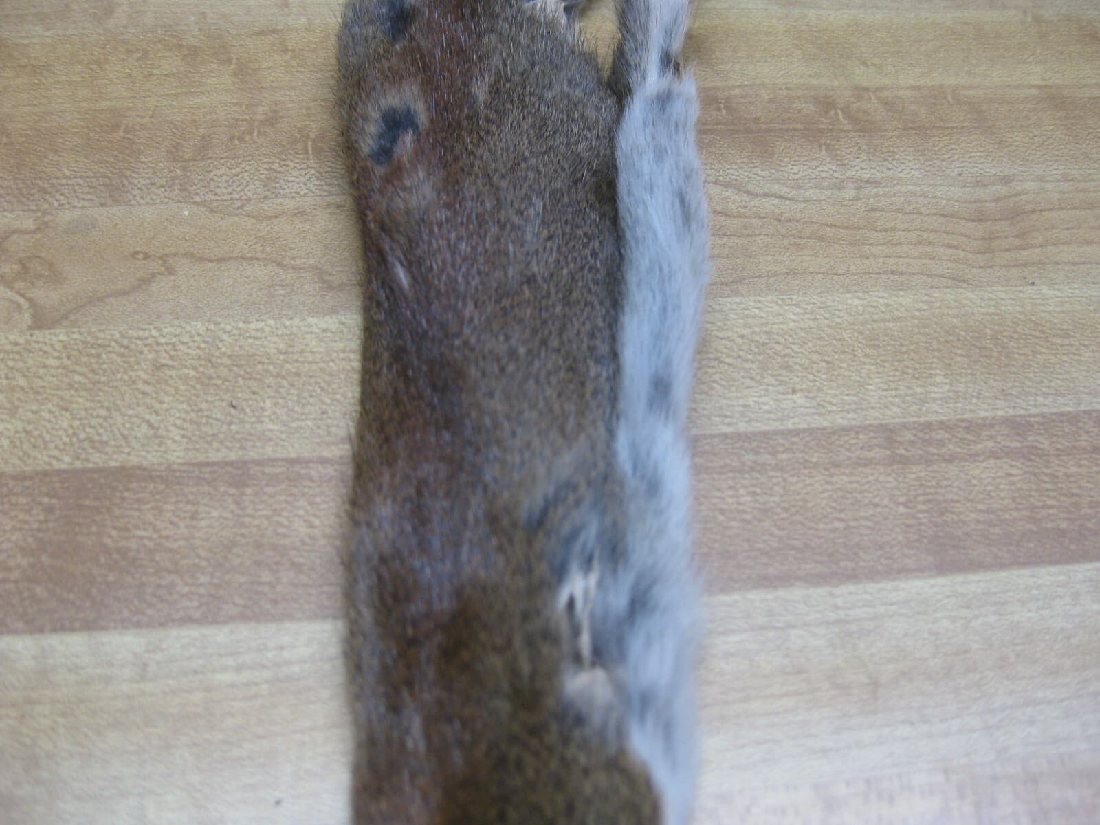 Canadian Red Squirrel Tanned Fur  - Craft - Green Tag 3