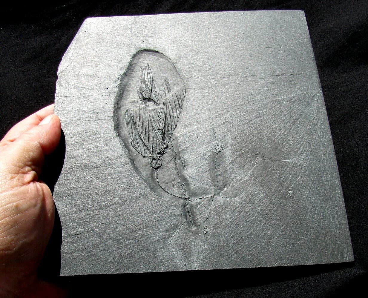 EXTREMELY RARE BUNDENBACH MULTIPLE CRINOID FOSSIL PLATE - THREE DIFFERENT TYPES!