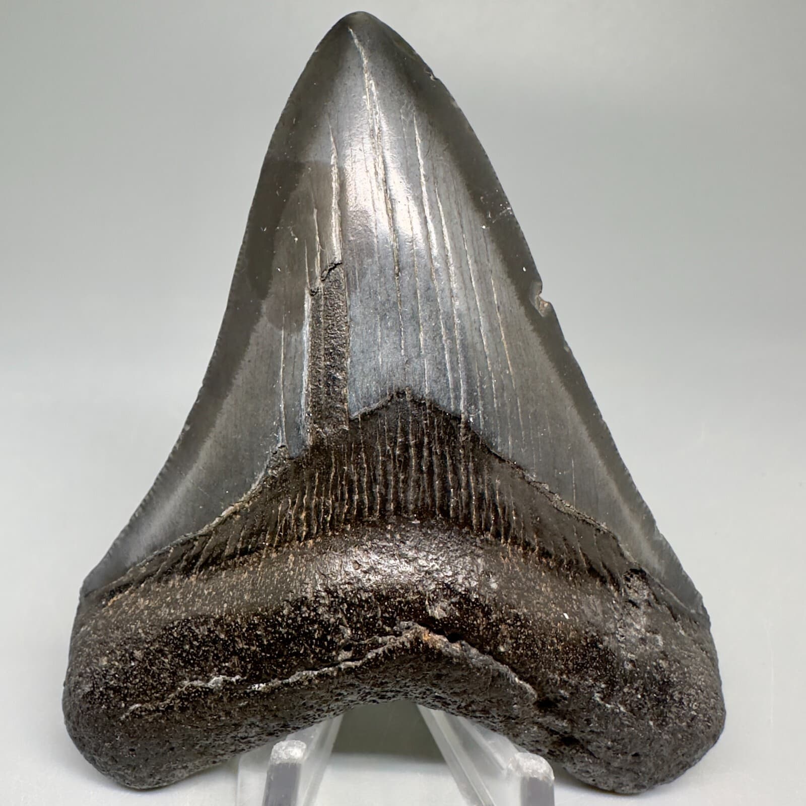 Complete Dark Gray 3.90" Fossil MEGALODON Shark Tooth - USA