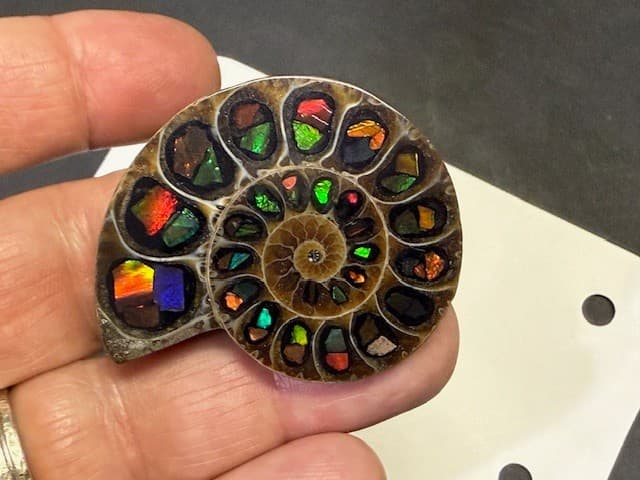 SPECTACULAR RARE,AMMOLITE(CANADA) INLAY IN FOSSIL AMMONITE(MADAGASCAR)SEE VIDEO! 2