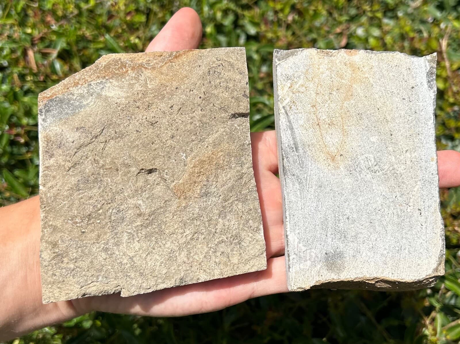 Crinoid Fossils in Matrix LOT OF 2 Alabama Bangor Limestone Formation 4