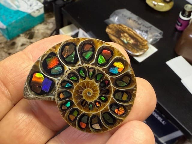 SPECTACULAR RARE,AMMOLITE(CANADA) INLAY IN FOSSIL AMMONITE(MADAGASCAR)SEE VIDEO! 5