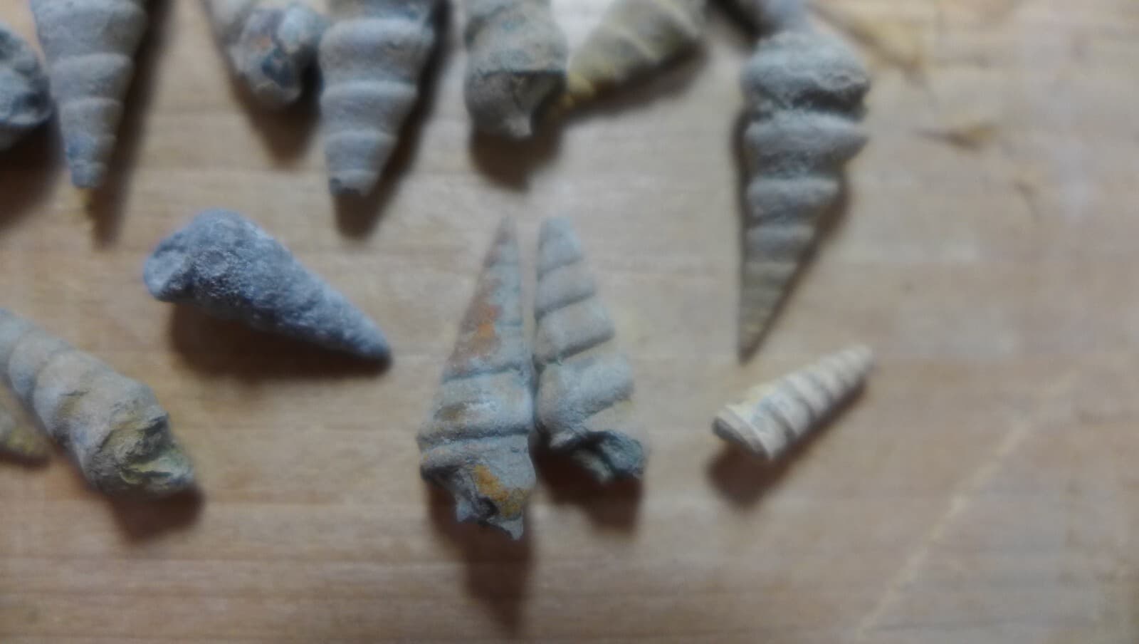 GEOLOGICAL ENTERPRISES Pennsylvanian fossil gastropods Pseudozygopleura sp lot 6