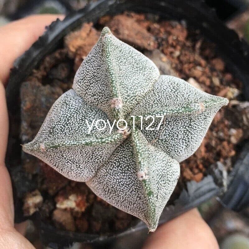 5pcs  Astrophytum myriostigma 5 types of cactus succulent and beautiful 3-4cm 5