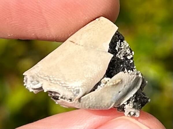 Crab Fossil Ranilia muriceta Florida Pliocene Crustacean Intracoastal Formation 3