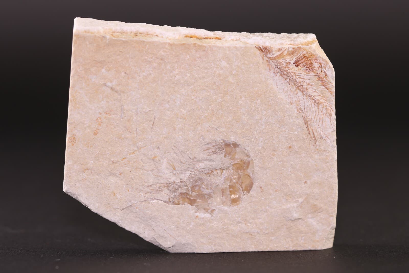 Fossil Nice Shrimp Unpainted & Partial Fish Cretaceous Lebanon COA 3800 4