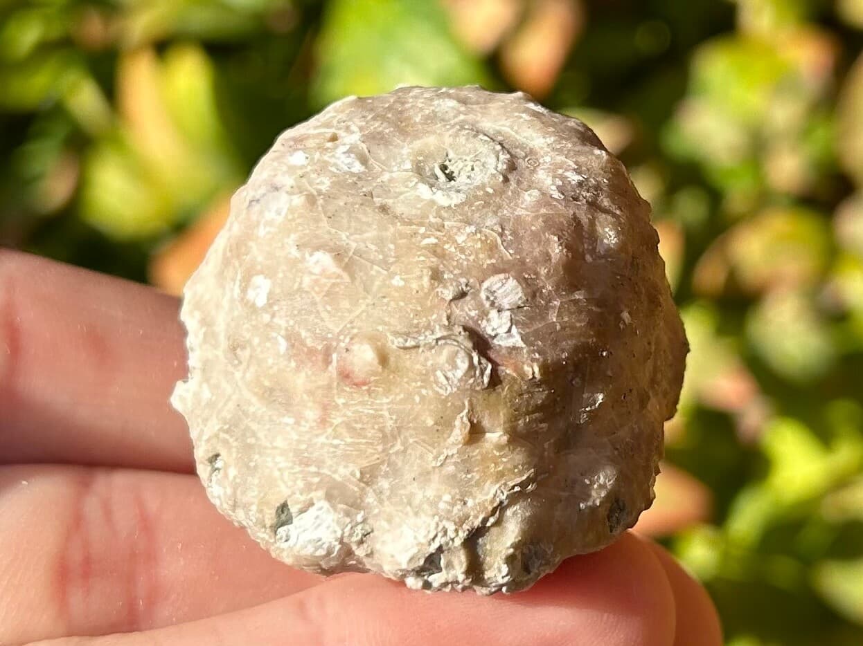 BIG Megistocrinus rugosus Crinoid Fossil Michigan Devonian Alpena Limestone 6