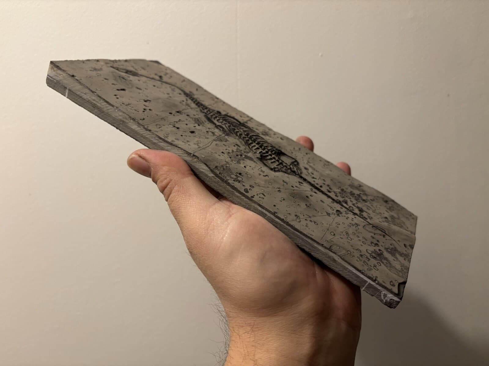 Fossil Dinosaur Keichousaurus From China On Plate!! #2 3