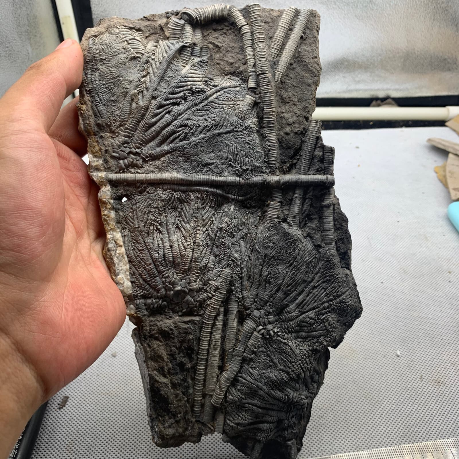 350 grams of fossils of crinoid from the Guanling Biota in Guizhou