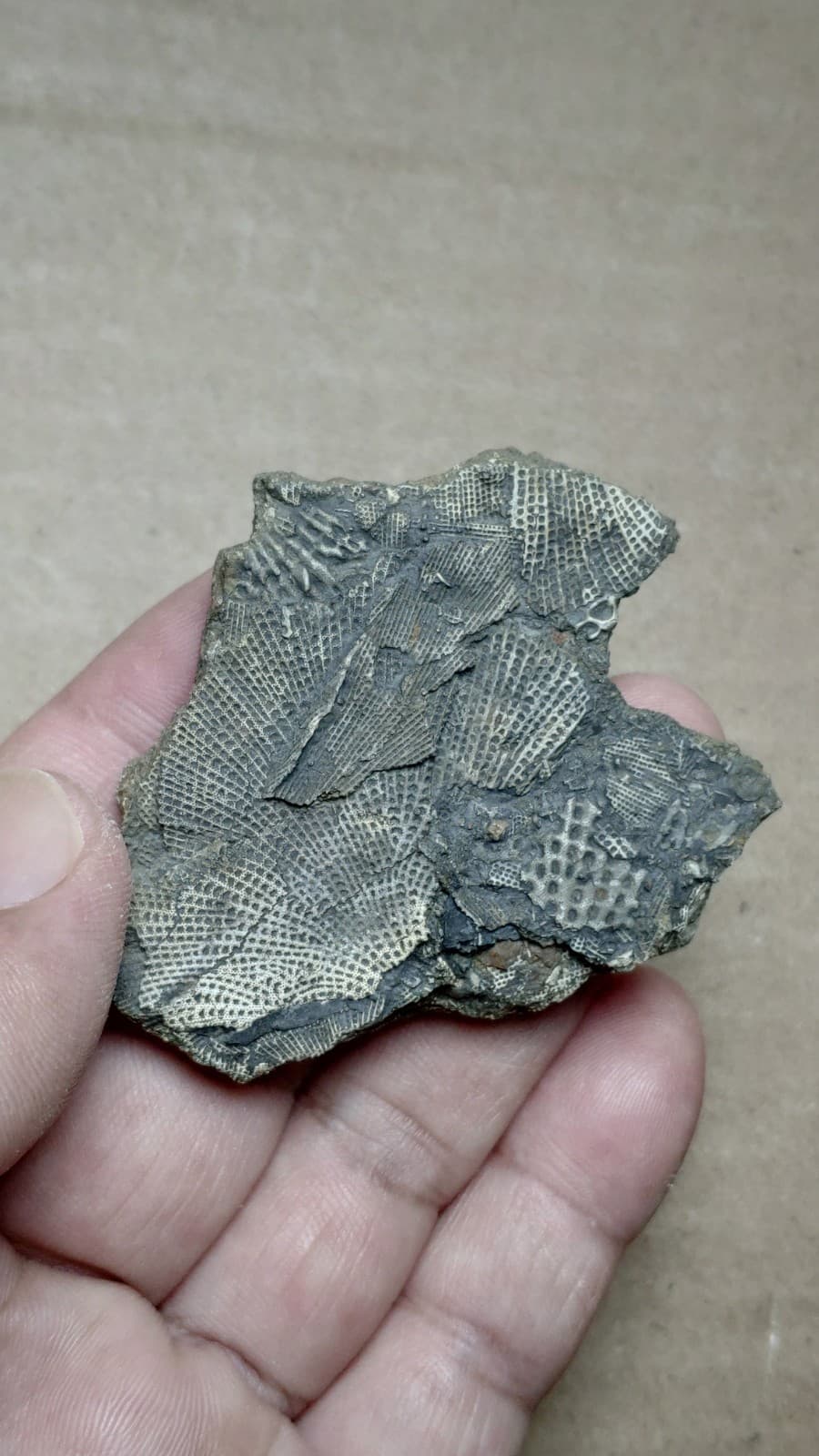 27g Bryozoa specimen from Cambrian Period 5
