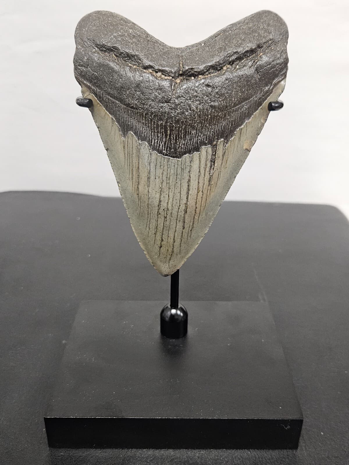 TOP SELLER! Black Megalodon Display Stand shark teeth fossil TOOTH NOT INCLUDED 4