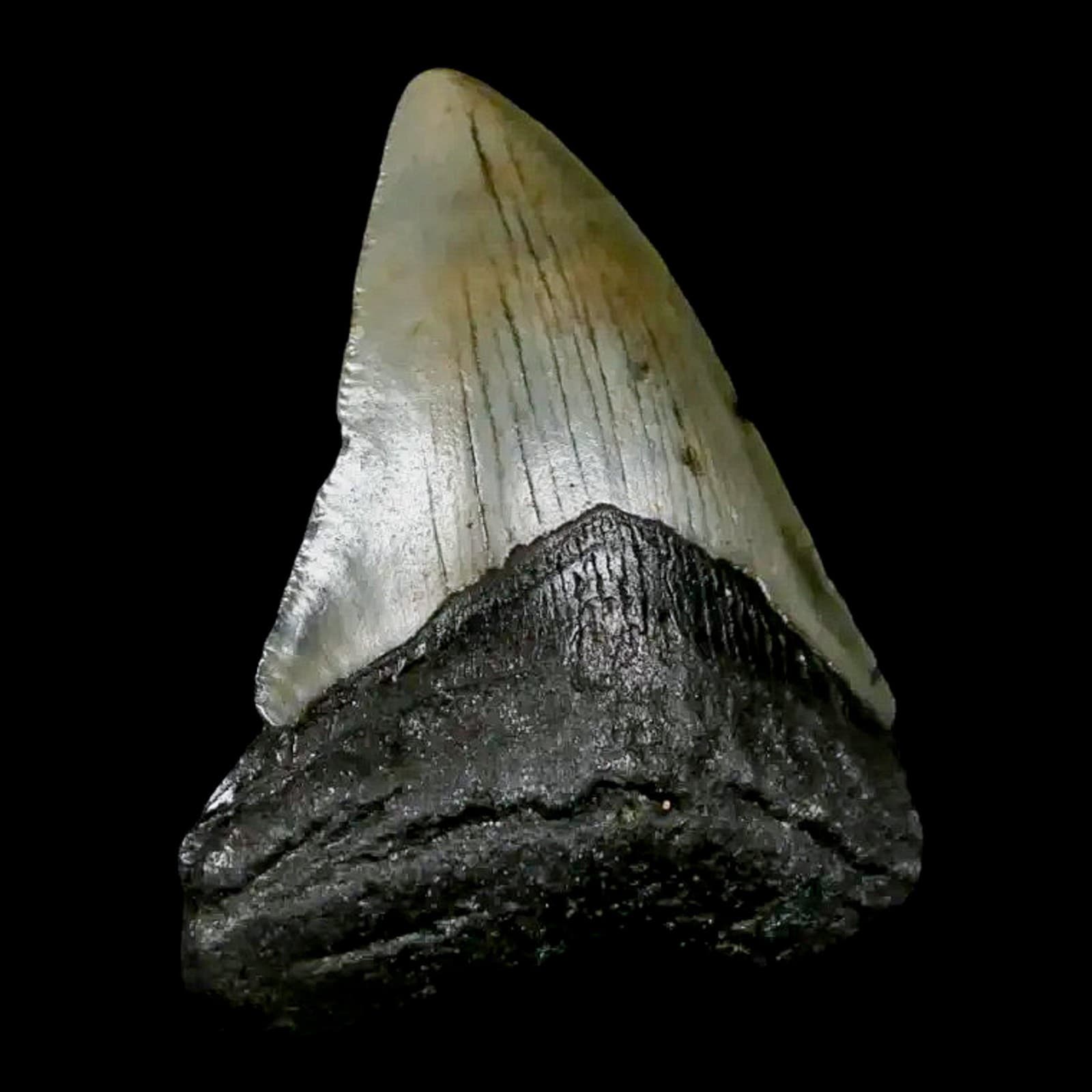 2.7" Quality Megalodon Shark Tooth Serrated Fossil Natural Miocene Age COA 2