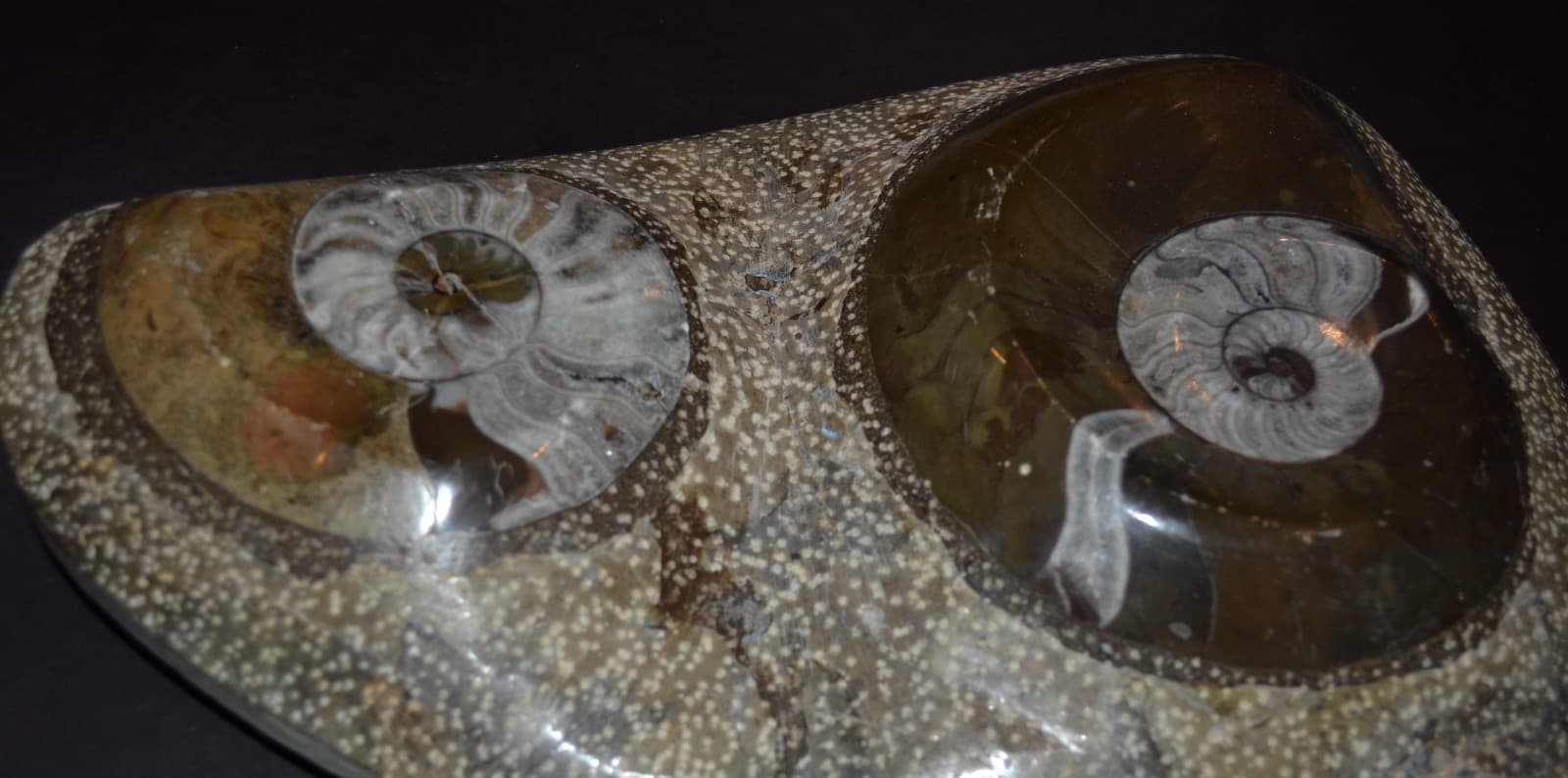 TWO (2) NAUTILUS NAUTILE FOSSIL EMBEDDED in ROCK shell jurassic beautiful art 5